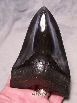 Megalodon Shark Tooth Shark Teeth Fossil Stunning Color 5 3/16 Serrated Jaw