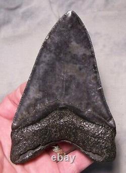 Megalodon Shark Tooth Shark Teeth Fossil Stunning Color 5 3/16 Serrated Jaw