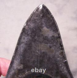 Megalodon Shark Tooth Shark Teeth Fossil Stunning Color 5 3/16 Serrated Jaw