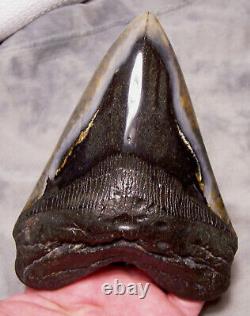 Megalodon Shark Tooth Shark Teeth Fossil Stunning Color 5 3/4 Big Polished Jaw