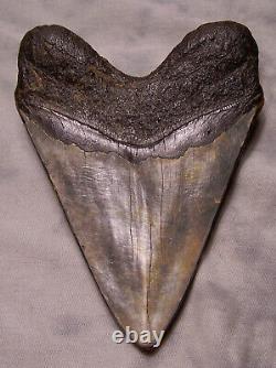 Megalodon Shark Tooth Shark Teeth Fossil Stunning Color 5 3/4 Big Polished Jaw