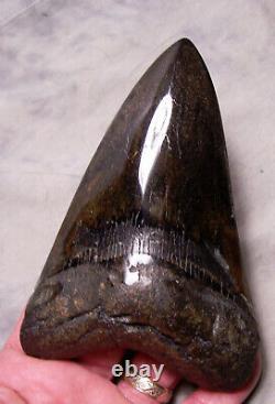 Megalodon Shark Tooth Shark Teeth Fossil Stunning Color 5 3/8 Big Polished Jaw