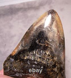 Megalodon Shark Tooth Shark Teeth Fossil Stunning Color 5 3/8 Big Polished Jaw