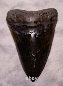 Megalodon Shark Tooth Shark Teeth Fossil Stunning Color 5 3/8 Big Polished Jaw