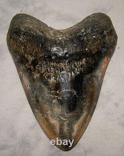 Megalodon Shark Tooth Shark Teeth Fossil Stunning Color 5 3/8 Big Polished Jaw