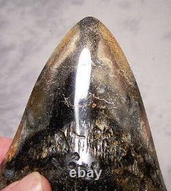 Megalodon Shark Tooth Shark Teeth Fossil Stunning Color 5 3/8 Big Polished Jaw