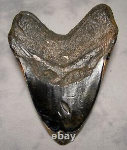 Megalodon Shark Tooth Shark Teeth Fossil Stunning Color 5 3/8 Big Polished Jaw