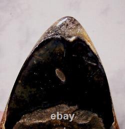 Megalodon Shark Tooth Shark Teeth Fossil Stunning Color 5 3/8 Big Polished Jaw