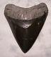 Megalodon Shark Tooth Shark Teeth Fossil Stunning Color 5 7/16 Polished Jaw