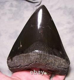 Megalodon Shark Tooth Shark Teeth Fossil Stunning Color 5 7/16 Polished Jaw