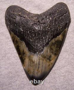 Megalodon Shark Tooth Shark Teeth Fossil Stunning Color 5 Diamond Polished Jaw