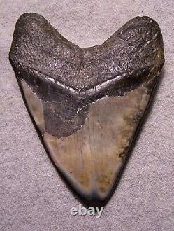 Megalodon Shark Tooth Shark Teeth Fossil Stunning Color 5 Diamond Polished Jaw
