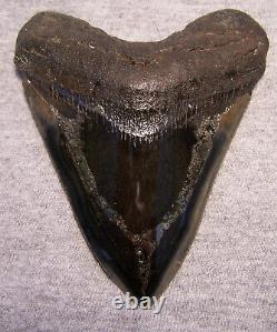 Megalodon Shark Tooth Shark Teeth Fossil Stunning Pyrite 4 3/8 Polished Jaw