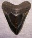 Megalodon Shark Tooth Shark Teeth Fossil Stunning Pyrite 4 3/8 Polished Jaw