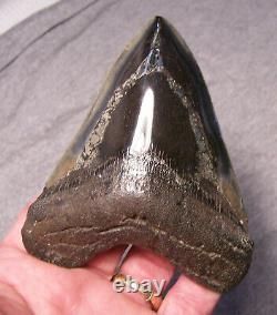 Megalodon Shark Tooth Shark Teeth Fossil Stunning Pyrite 4 3/8 Polished Jaw