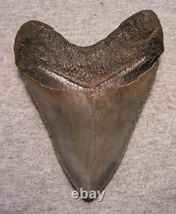 Megalodon Shark Tooth Shark Teeth Fossil Stunning Pyrite 4 3/8 Polished Jaw