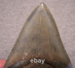 Megalodon Shark Tooth Shark Teeth Fossil Stunning Pyrite 4 3/8 Polished Jaw