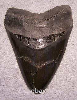 Megalodon Shark Tooth Shark Teeth Fossil Stunning Pyrite 5 1/2 Polished Jaw