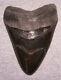 Megalodon Shark Tooth Shark Teeth Fossil Stunning Pyrite 5 1/2 Polished Jaw