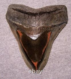 Megalodon Shark Tooth Shark Teeth Huge Jaw Fossil 5 1/8 Stunning Red Coral