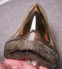 Megalodon Shark Tooth Shark Teeth Huge Jaw Fossil 5 1/8 Stunning Red Coral