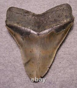 Megalodon Shark Tooth Shark Teeth Huge Jaw Fossil 5 1/8 Stunning Red Coral