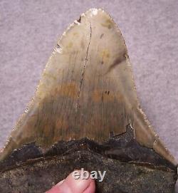 Megalodon Shark Tooth Shark Teeth Huge Jaw Fossil 5 1/8 Stunning Red Coral
