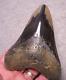 Megalodon Shark Tooth Shark Teeth Jaw Fossil 4 7/8 Giant Diamond Polished Color
