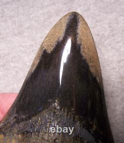 Megalodon Shark Tooth Shark Teeth Jaw Fossil 4 7/8 Giant Diamond Polished Color