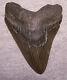 Megalodon Shark Tooth Shark Teeth Jaw Fossil Huge 4 3/4 Ga Colors No Repair