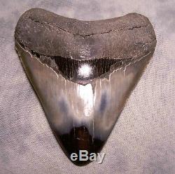 Megalodon Shark Tooth Shark Teeth Stunning 4 3/16 Huge Diamond Polished Fossil