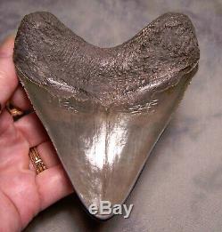 Megalodon Shark Tooth Shark Teeth Stunning 4 3/16 Huge Diamond Polished Fossil