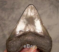 Megalodon Shark Tooth Shark Teeth Stunning 4 3/16 Huge Diamond Polished Fossil