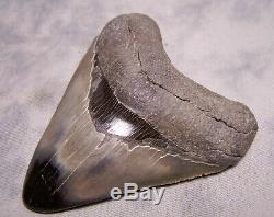 Megalodon Shark Tooth Shark Teeth Stunning 4 3/16 Huge Diamond Polished Fossil