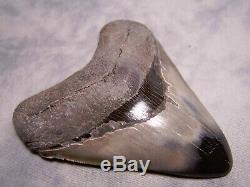 Megalodon Shark Tooth Shark Teeth Stunning 4 3/16 Huge Diamond Polished Fossil