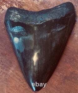 Megalodon Shark Tooth Shark Tooth Fossil Stunning Color 3 Big Polished Gem