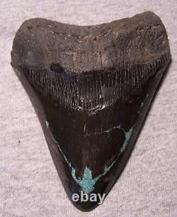 Megalodon Shark Tooth Sharks Teeth Fossil 4 1/2 Turquoise Inlay Huge Polished