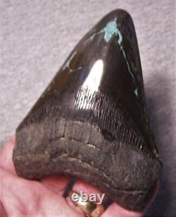 Megalodon Shark Tooth Sharks Teeth Fossil 4 1/2 Turquoise Inlay Huge Polished