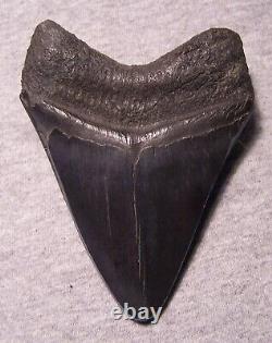 Megalodon Shark Tooth Sharks Teeth Fossil 4 1/2 Turquoise Inlay Huge Polished