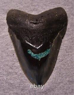 Megalodon Shark Tooth Sharks Teeth Fossil 4 9/16 Blue Stone Inlay Huge Polished