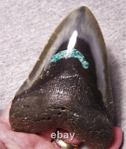 Megalodon Shark Tooth Sharks Teeth Fossil 4 9/16 Blue Stone Inlay Huge Polished