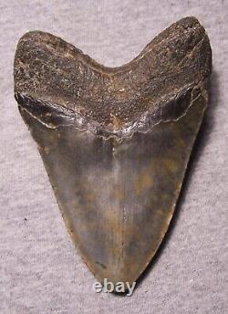 Megalodon Shark Tooth Sharks Teeth Fossil 4 9/16 Blue Stone Inlay Huge Polished