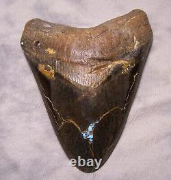 Megalodon Shark Tooth Sharks Teeth Fossil 5 3/8 Diamond Polished Real Turquoise