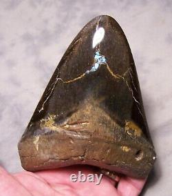 Megalodon Shark Tooth Sharks Teeth Fossil 5 3/8 Diamond Polished Real Turquoise