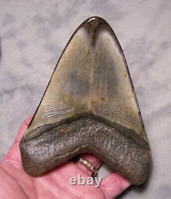 Megalodon Shark Tooth Sharks Teeth Fossil 5 3/8 Diamond Polished Real Turquoise