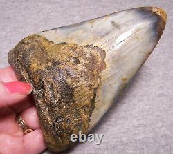 Megalodon Shark Tooth Sharks Teeth Fossil Stunning Color 4 3/4 Diamond Polished