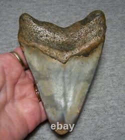 Megalodon Shark Tooth Sharks Teeth Fossil Stunning Color 4 3/4 Diamond Polished
