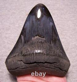 Megalodon Shark Tooth Sharks Teeth Fossil Stunning Color 4 3/8 Diamond Polished