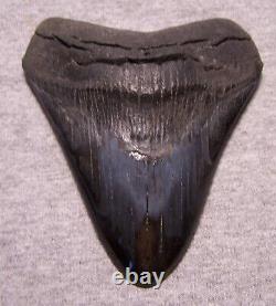 Megalodon Shark Tooth Sharks Teeth Fossil Stunning Color 4 3/8 Diamond Polished