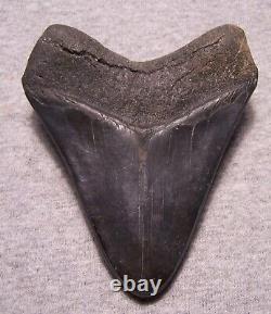 Megalodon Shark Tooth Sharks Teeth Fossil Stunning Color 4 3/8 Diamond Polished